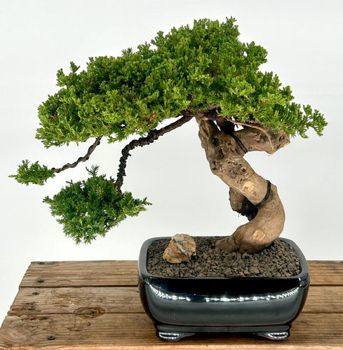 Juniper Bonsai Tree - Phoenix Graft-(juniper procumbens nana)