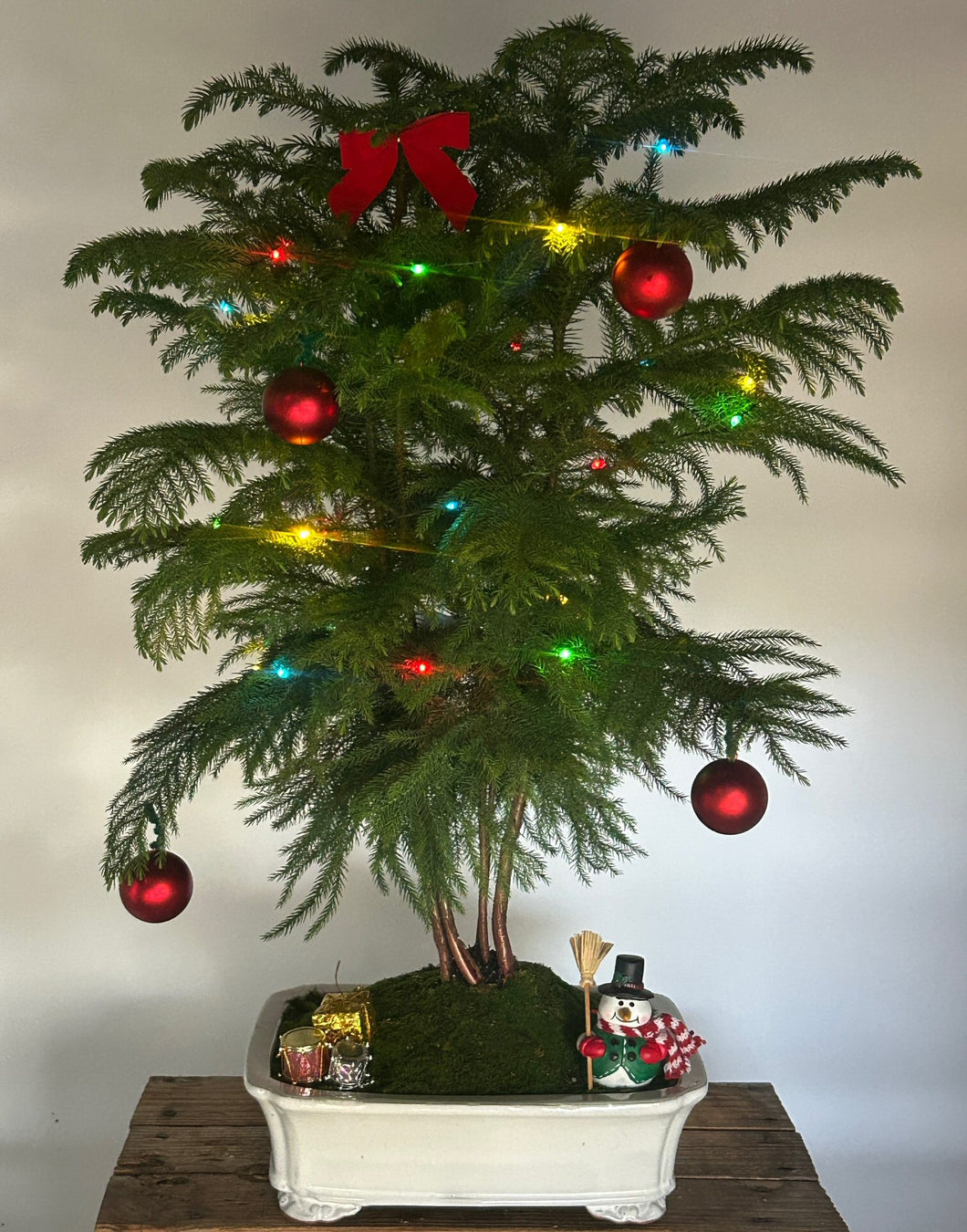 Norfolk Island Pine Bonsai Tree-With Holiday Lights & Decorations -(araucaria heterophila)-