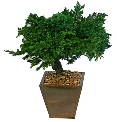 Monterey Juniper 8 Preserved Bonsai Tree -(Preserved - Not a Living Tree)