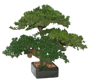 Monterey Juniper Triple Trunk Preserved Bonsai Tree -(Preserved - Not a Living Tree)